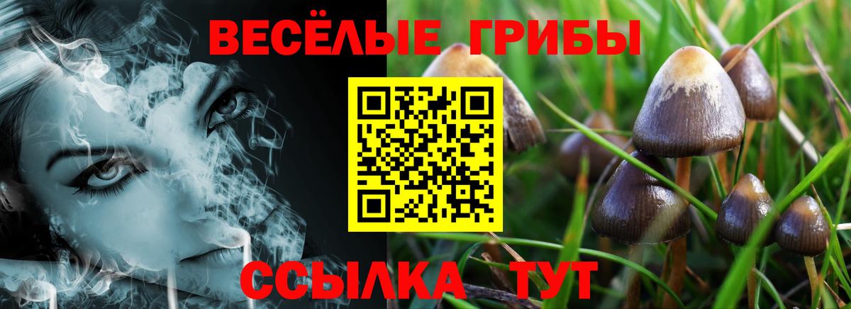 Галлюциногенные грибы Psilocybe  Вход с VPN  Керчь 